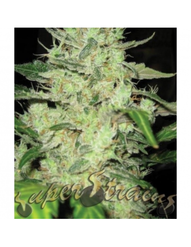 Super Strains Next of Kin Fem - Imagen 1