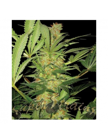 Super Strains El Cucaracha Fem - Imagen 1