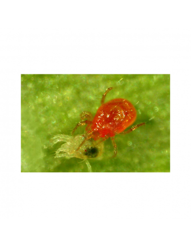 Spidex Phytoseiulus Persimilis (Araña Roja) - Imagen 1