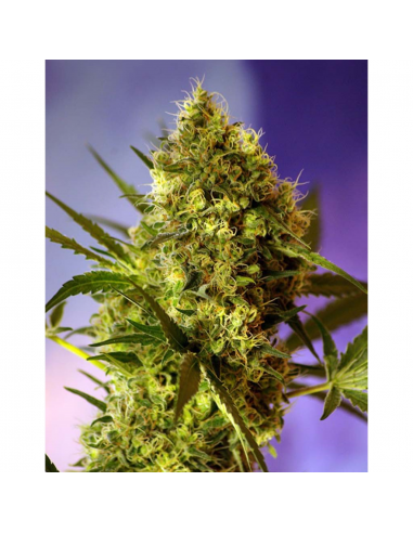 Sweet Seeds Auto Big Devil 2 - Imagen 1