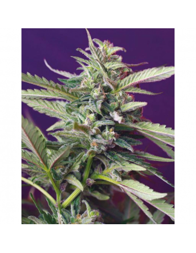 Sweet Seeds Auto S.A.D - Imagen 1