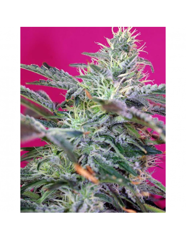 Sweet Seeds Auto Sweet Cheese - Imagen 1