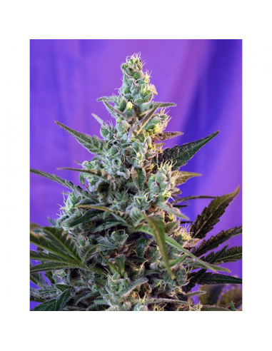 Sweet Seeds Auto Sweet Skunk - Imagen 1