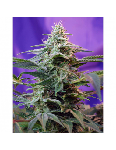 Sweet Seeds Auto Sweet Special - Imagen 1