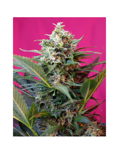 Sweet Seeds Auto Big Devil XL - Imagen 1