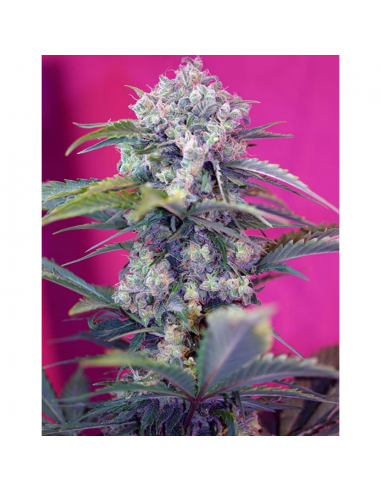 Sweet Seeds Auto Cream Mandarine - Imagen 1