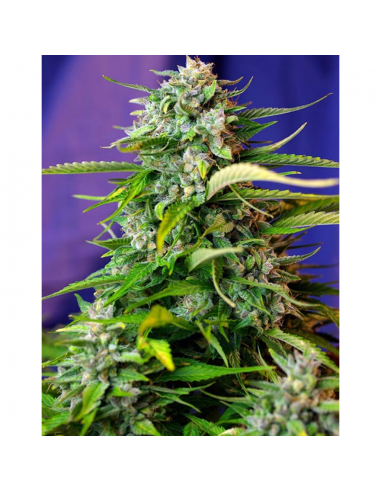 Sweet Seeds Auto Jack 47 - Imagen 1