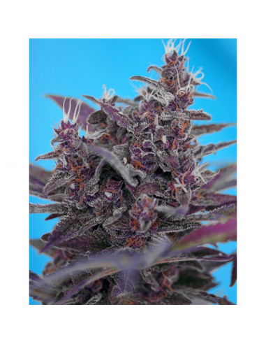 Sweet Seeds Auto Black Cream - Imagen 1