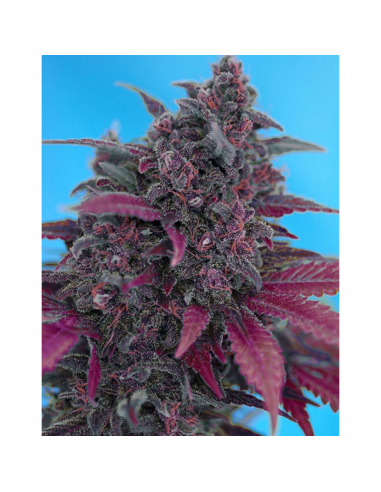 Sweet Seeds Auto Dark Devil - Imagen 1