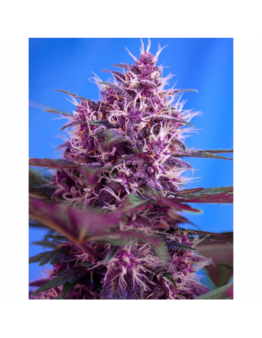 Sweet Seeds Auto Red Poison - Imagen 1