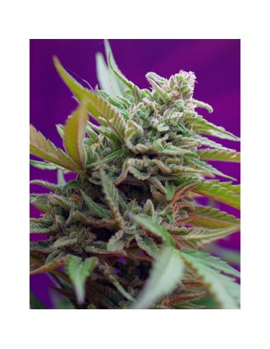 Sweet Seeds Auto Black Jack - Imagen 1