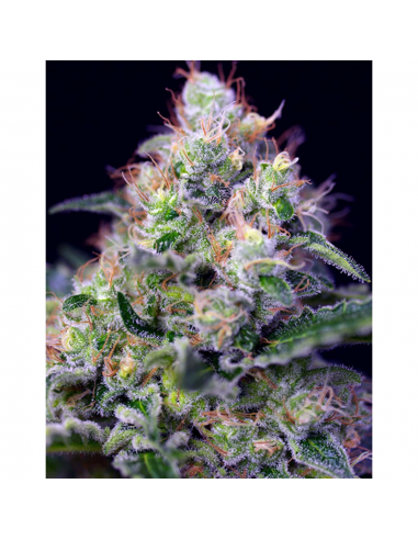 Sweet Seeds Cream Caramel Fast Version Fem - Imagen 1