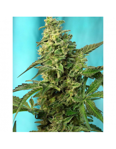 Sweet Seeds Green Poison Fast Version Fem - Imagen 1