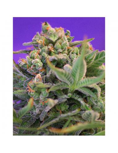 Sweet Seeds Sweet Cheese Fast Version Fem - Imagen 1