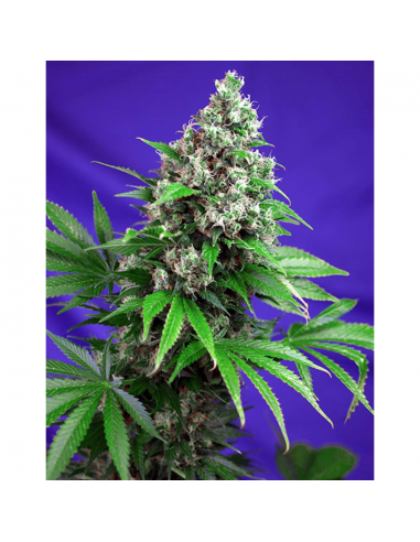 Sweet Seeds Sweet Special Fast Version 5+2Und Fem - Imagen 1