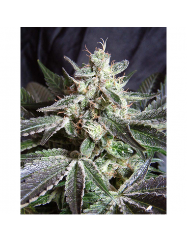 Sweet Seeds Black Jack Fast Version Fem - Imagen 1