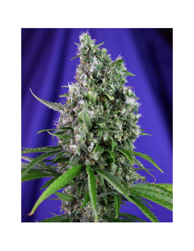 Sweet Seeds Auto Sweet Trainwreck - Imagen 1