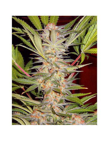 Sweet Seeds S.A.D Fast Version Fem - Imagen 1