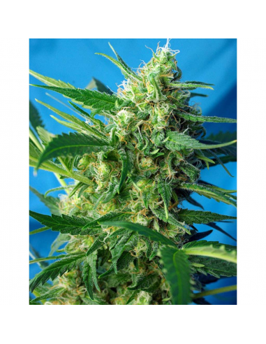 Sweet Seeds Auto Ice Cool - Imagen 1