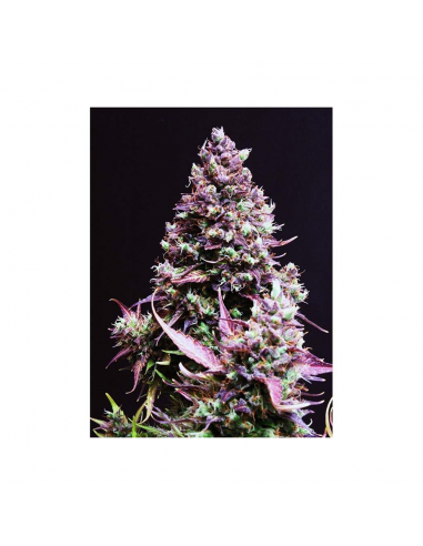 Sweet Seeds Auto Cream Caramel - Imagen 1