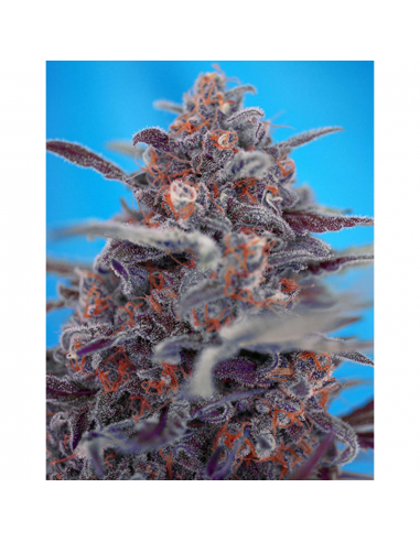 Sweet Seeds Auto Devil Cream - Imagen 1