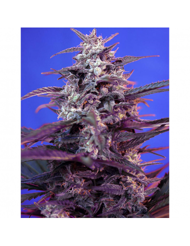 Sweet Seeds Auto Bloody Skunk - Imagen 1