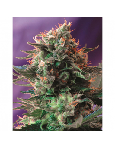 Sweet Seeds Jack 47 Fast Version Fem - Imagen 1