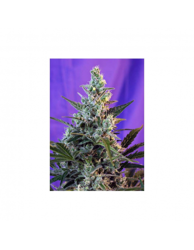 Sweet Seeds Sweet Skunk Fast VersionFem - Imagen 1