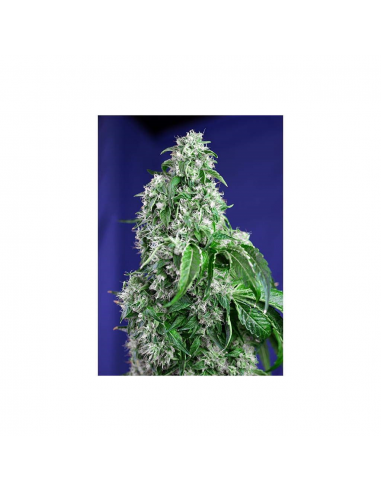 Sweet Seeds Big Devil Fast Version Fem - Imagen 1