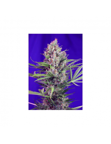 Sweet Seeds Cream Mandarine Fast Version Fem - Imagen 1