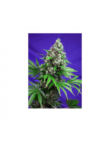 Sweet Seeds Killer Kush Fast Version Fem - Imagen 1