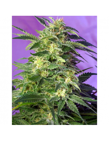 Sweet Seeds Auto Killer Kush - Imagen 1