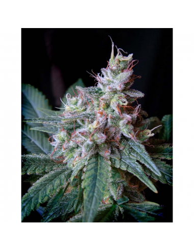 Sweet Seeds Cream Caramel - Imagen 1