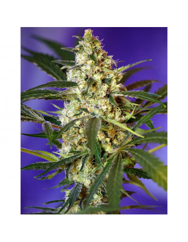 Sweet Seeds Auto Fast Bud 2 - Imagen 1