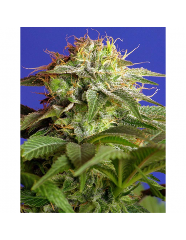 Sweet Seeds Green Poison Fem - Imagen 1