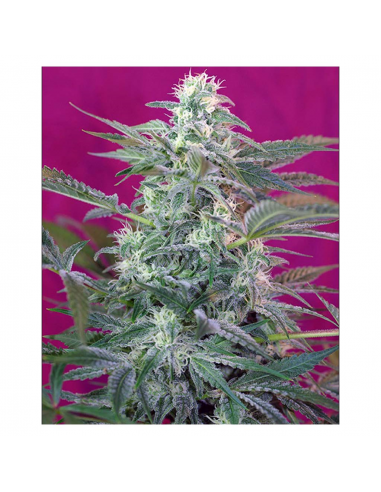 Sweet Seeds Big Foot Fem - Imagen 1