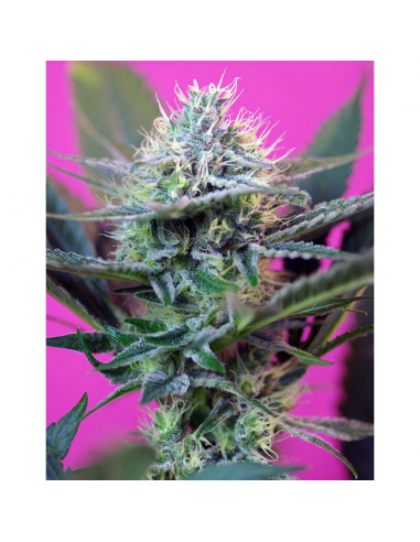 Sweet Seeds Auto +Speed - Imagen 1