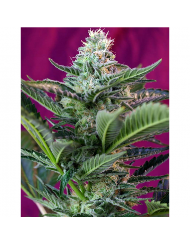 Sweet Seeds Auto Mohan Ram - Imagen 1