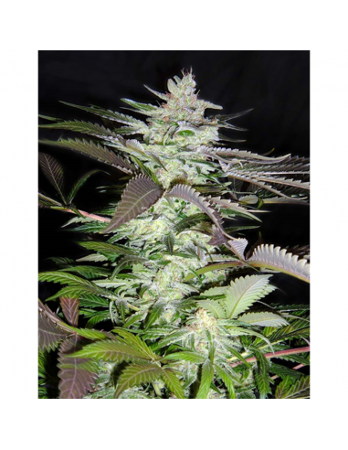 Sweet Seeds Black Jack Fem - Imagen 1