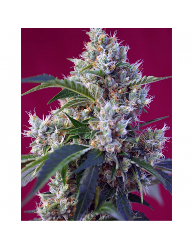 Sweet Seeds Ice Cool Fem - Imagen 1