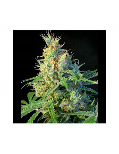 Sweet Seeds Psicodelicia Fem - Imagen 1