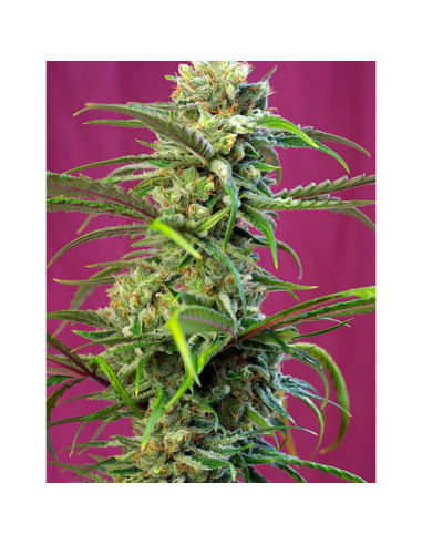 Sweet Seeds Sweet Tai Fem - Imagen 1