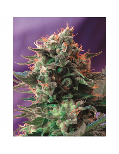 Sweet Seeds Jack 47 Fem - Imagen 1