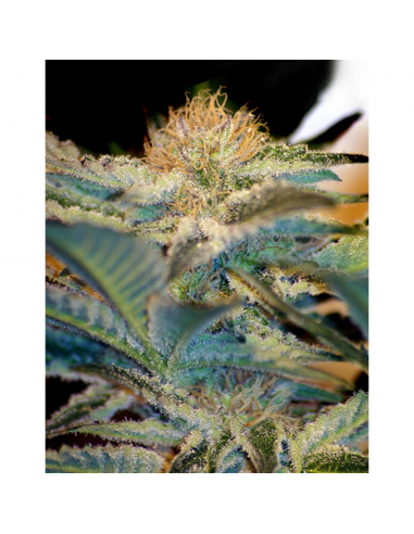 Sweet Seeds Mohan Ram Fem - Imagen 1