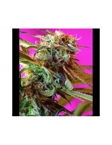 Sweet Seeds Wild Rose Fem - Imagen 1