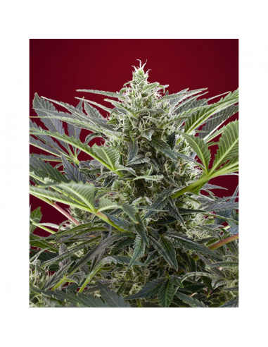 Sweet Seeds Cream 47 - Imagen 1