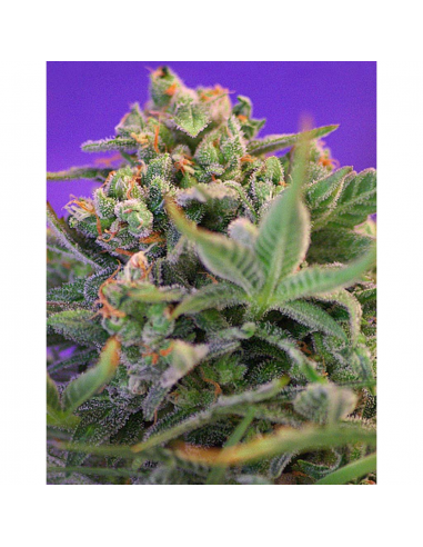 Sweet Seeds Sweet Cheese Fem - Imagen 1