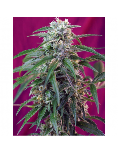 Sweet Seeds Auto Green Poison - Imagen 1