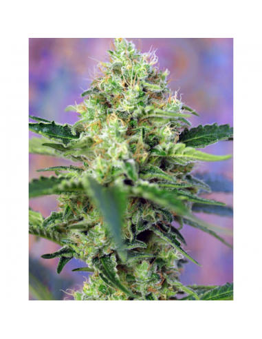 Sweet Seeds Crystal Candy Fem - Imagen 1