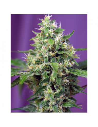 Sweet Seeds Auto Blow Mind - Imagen 1